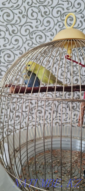 Продам попугай волнистые Астана - изображение 1