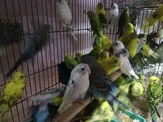 Попугай волнистые pet's Shymkent