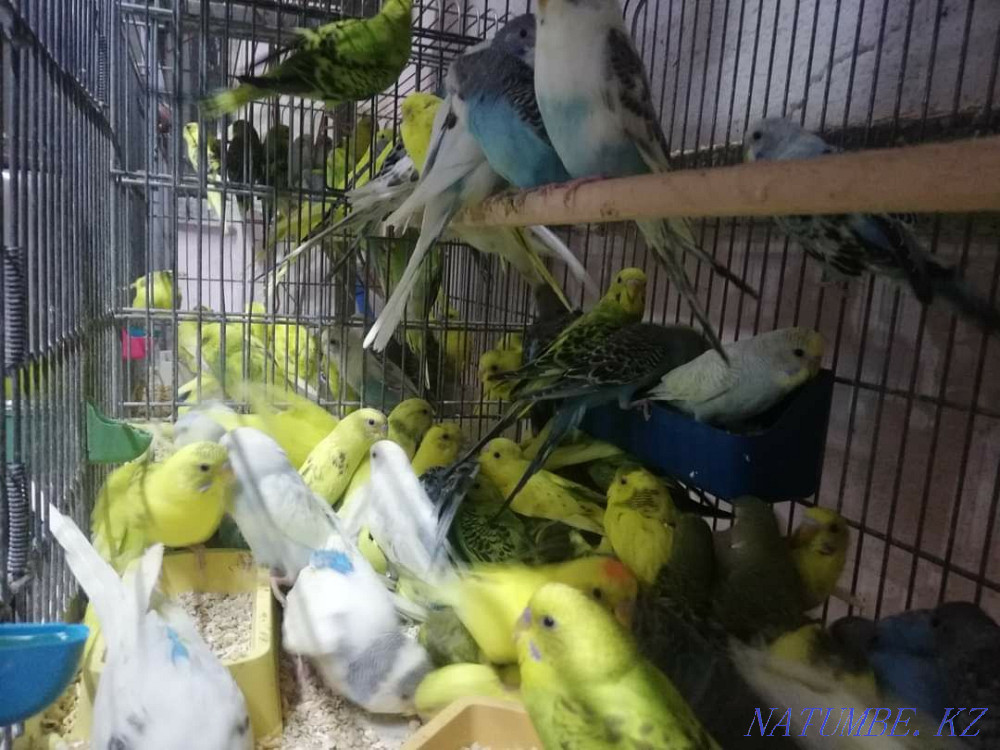 Budgerigar pet's Shymkent - photo 3
