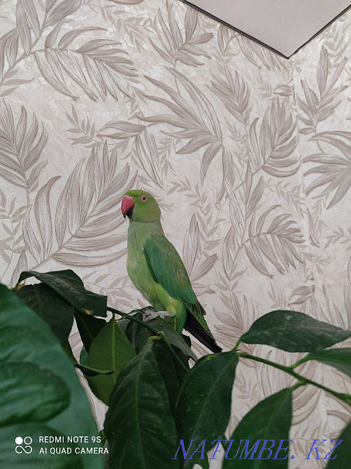 necklace parrot  - photo 1