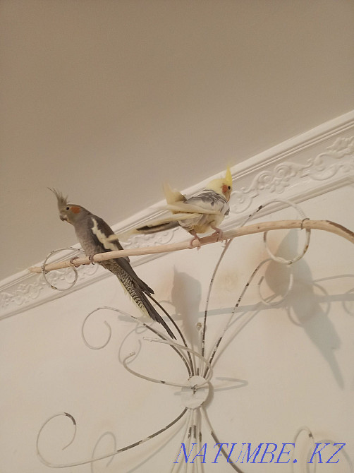 Корелла тотықұсы сатылады  Талдықорған - изображение 1