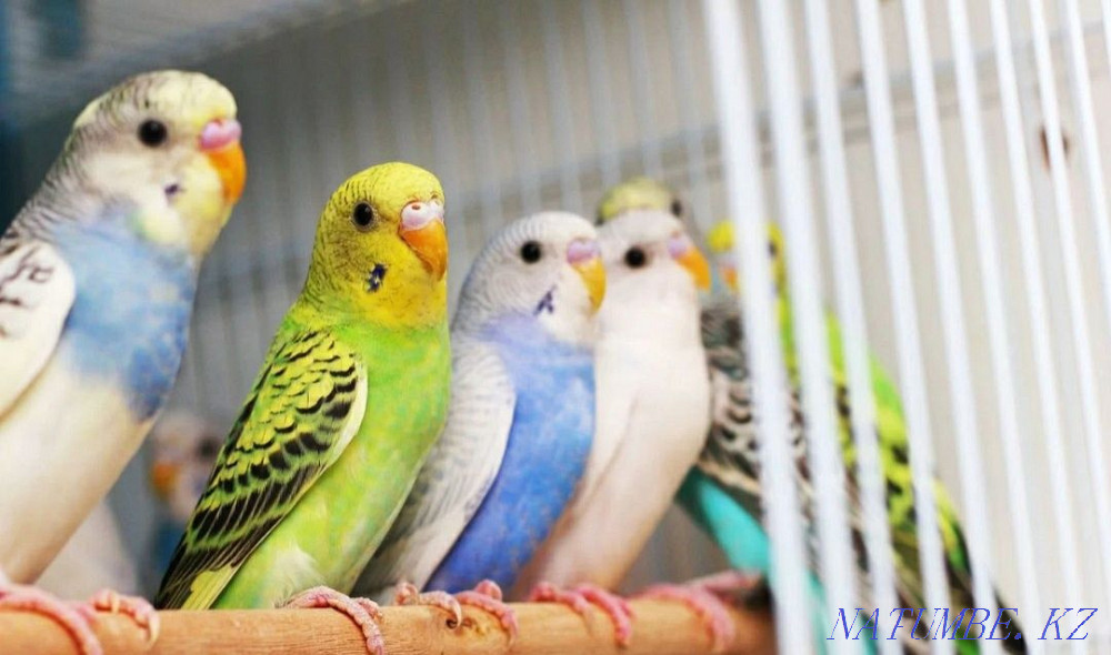 Попугай волнистые неразлучники кореллы Астана - изображение 3