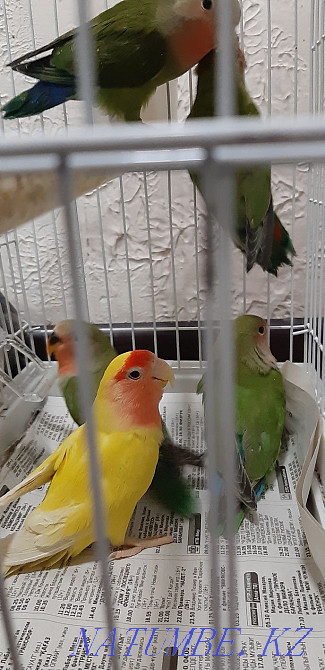 Попугай волнистые неразлучники кореллы Астана - изображение 4