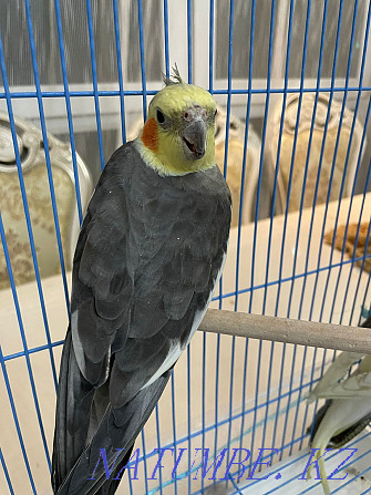 Carella parrots for sale Almaty - photo 3