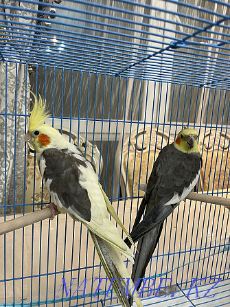 Carella parrots for sale Almaty - photo 1