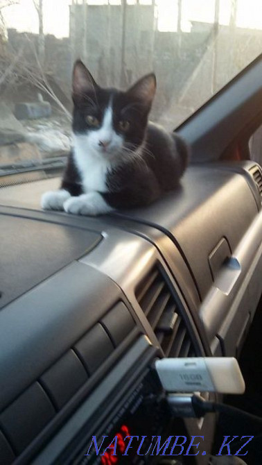 Cargo transportation in Kazakhstan in Shymkent in Russia and the CIS Shymkent - photo 6