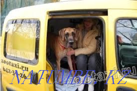 Зоотакси Абай - изображение 1