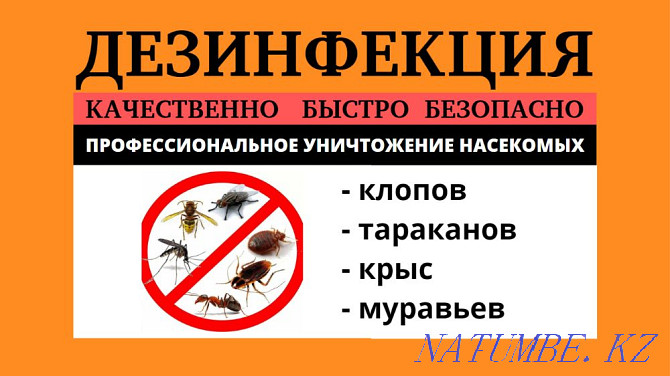 Destruction of rats, bedbugs, cockroaches, ants, mice, ticks, mosquitoes, fleas! Karagandy - photo 1