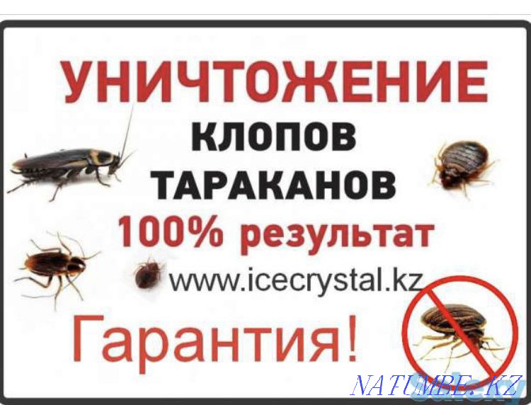 disinfection from any insects Atyrau - photo 1