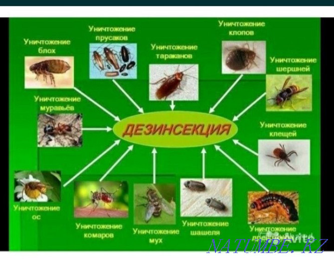 Disinfection from any insects Atyrau - photo 1