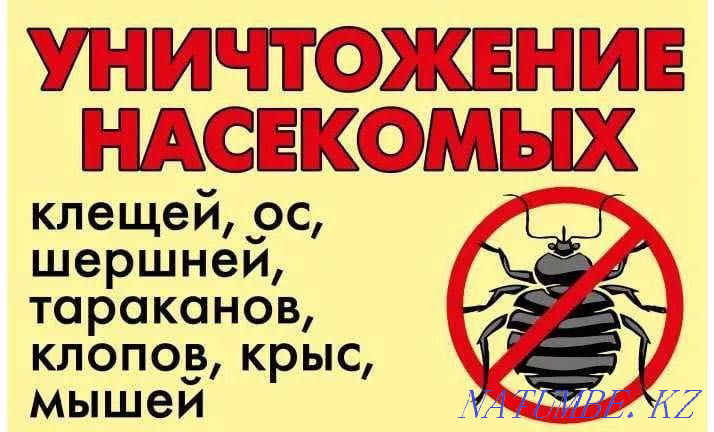 Disinfection at affordable prices Petropavlovsk - photo 4