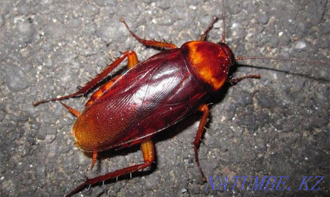 Дезинсекция! Дезинфекция!  Екібастұз - изображение 1