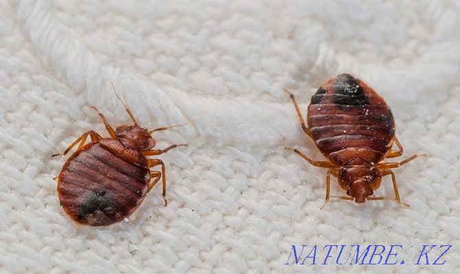 Дезинсекция! Дезинфекция!  Екібастұз - изображение 2