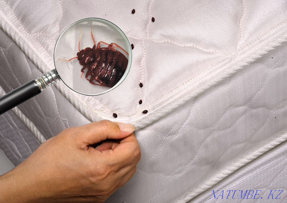 Room disinfection Petropavlovsk - photo 3