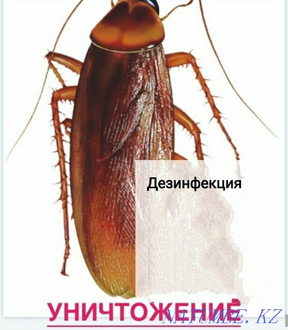 Disinfection Taraz - photo 4