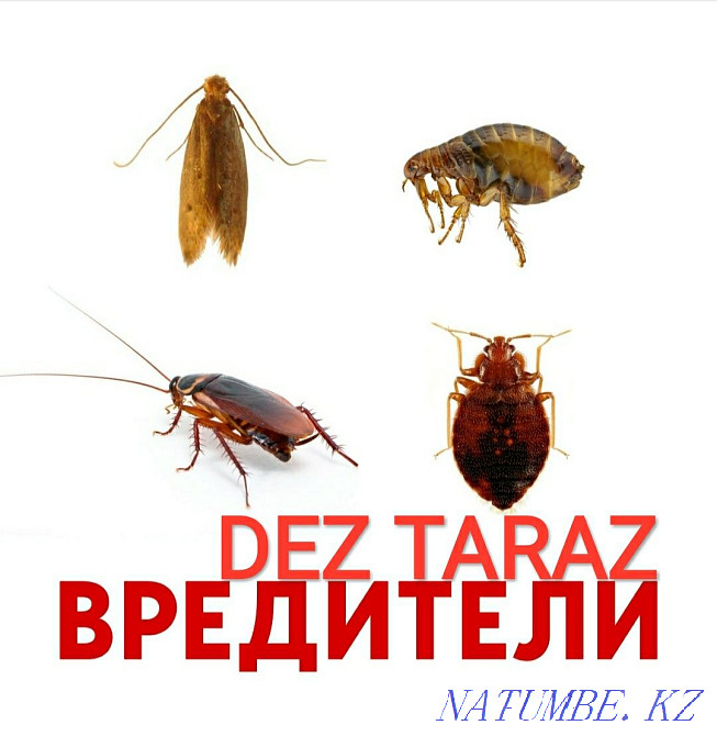 Disinfection Taraz - photo 2