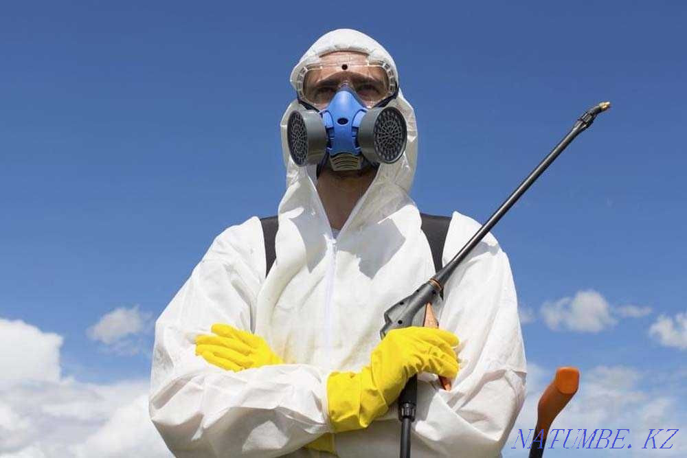 Дезинфекция клопов, Уничтожение насекомых г. Жезказган Жезказган - изображение 1