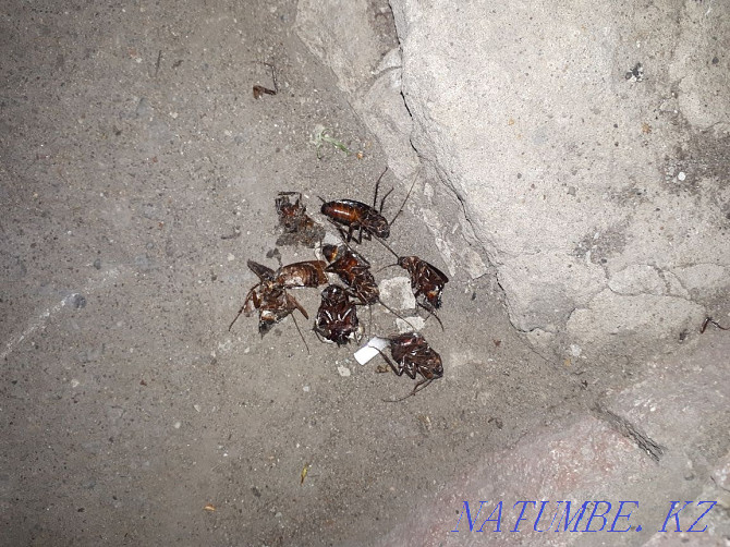 Disinfection, Destruction of all types of Insects and Rodents. Under Guarantee Pavlodar - photo 7