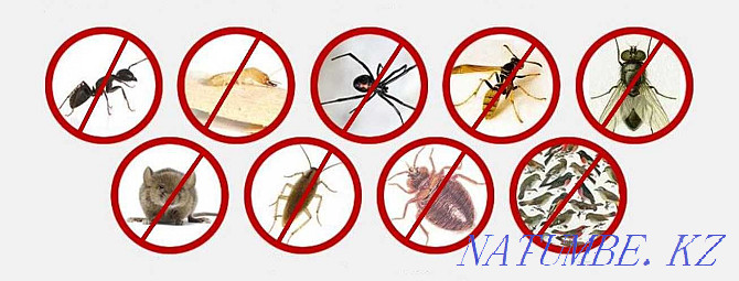 100% guarantee! Disinfection, destruction of bedbugs, cockroaches, ants Kostanay - photo 1