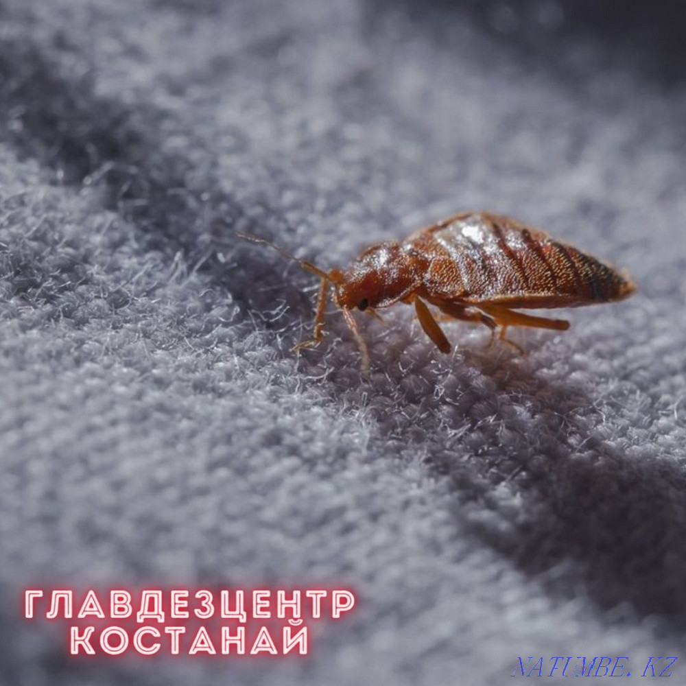 DISINFECTION | Fog treatment Kostanay - photo 2