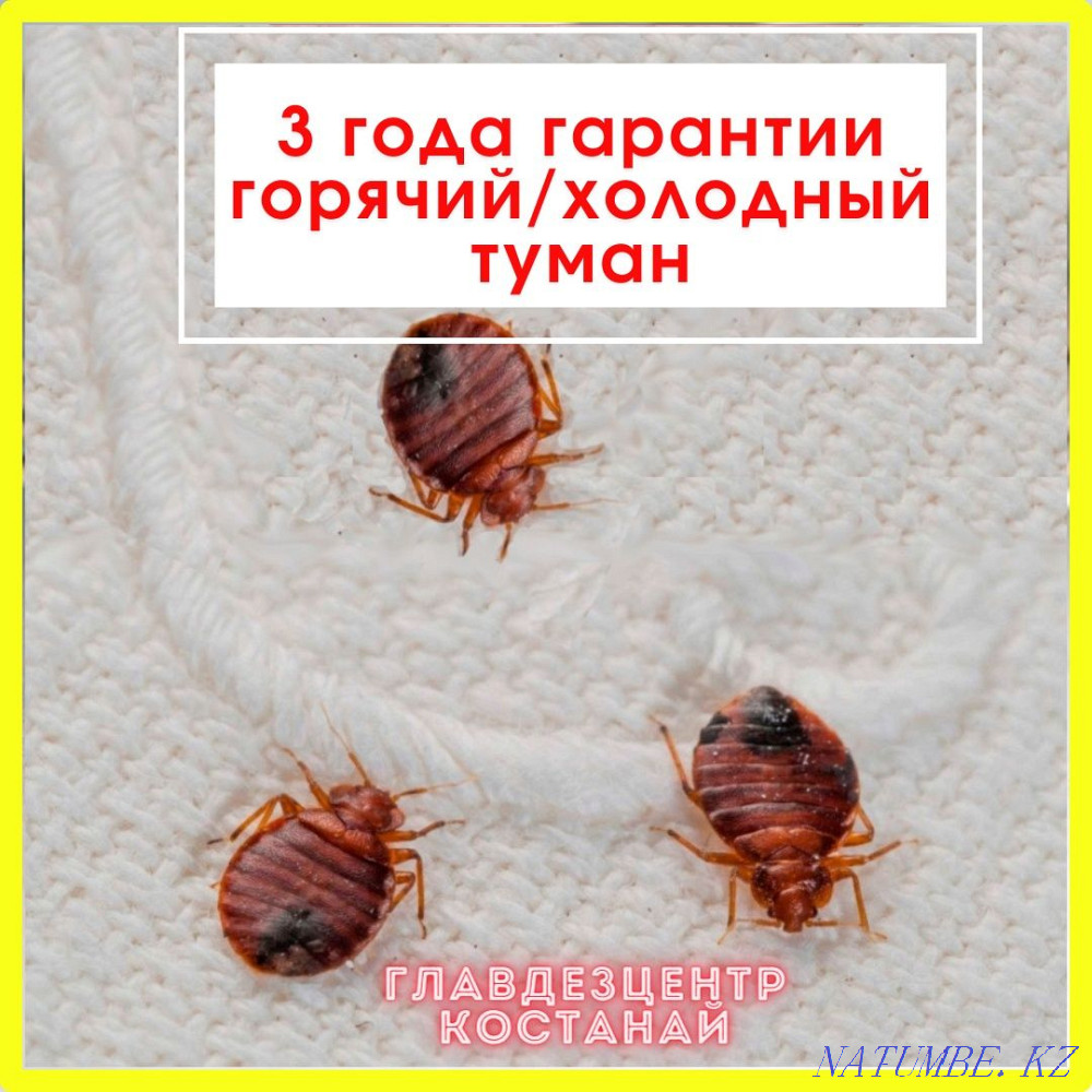 DISINFECTION | Fog treatment Kostanay - photo 1