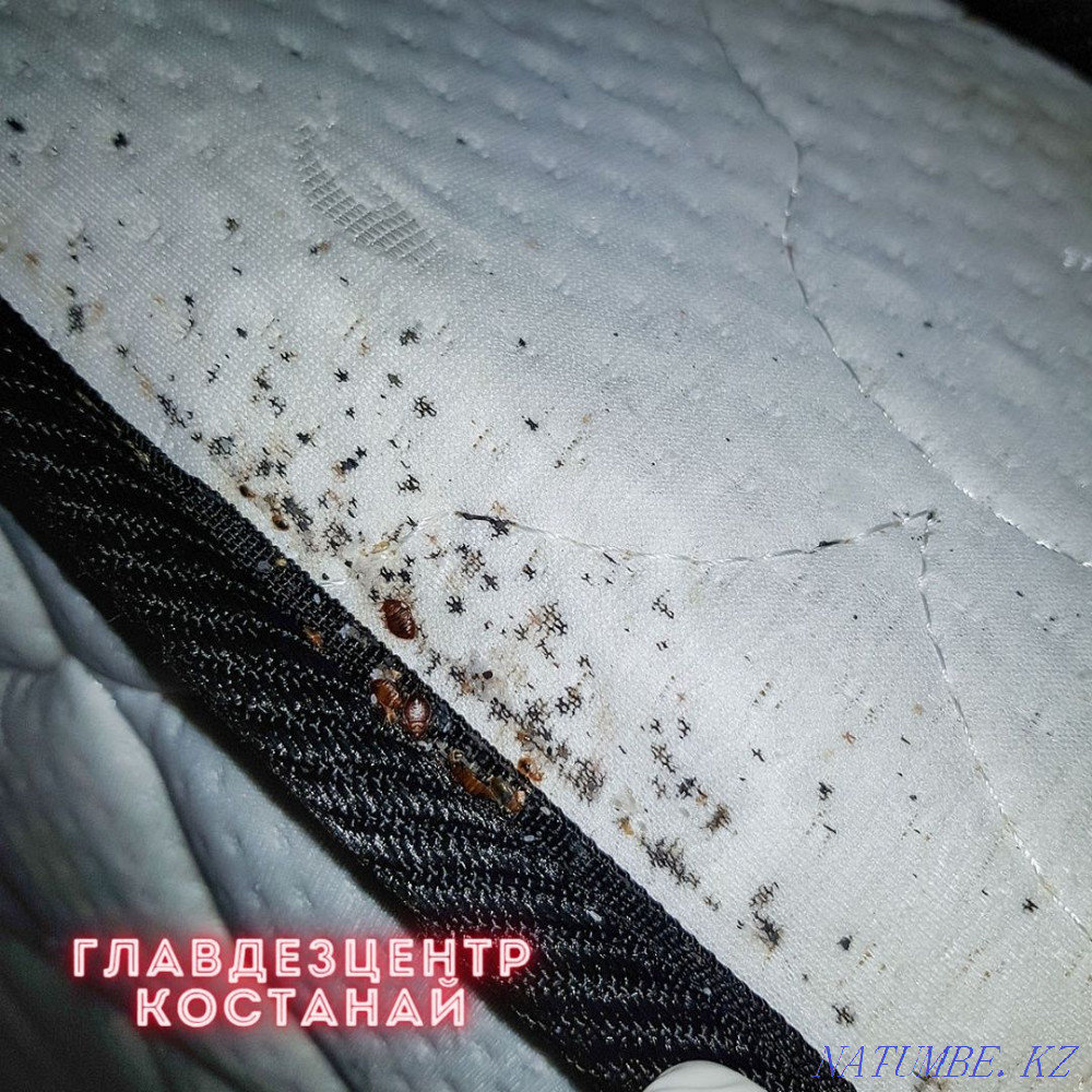 DISINFECTION | Fog treatment Kostanay - photo 3