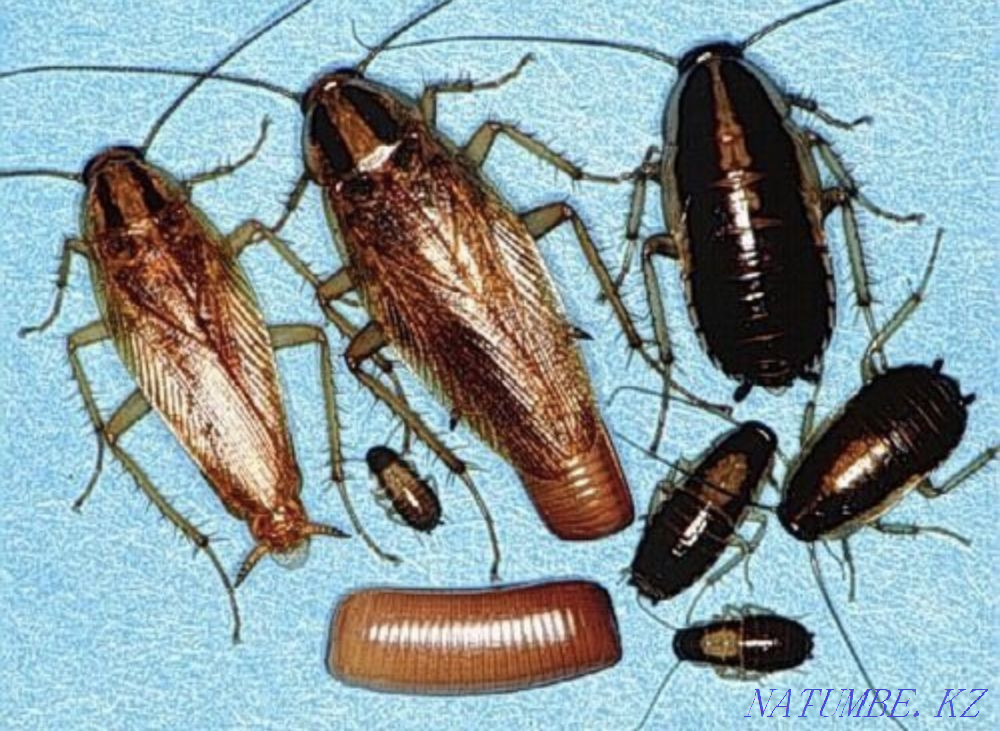 Disinfection quality100% Taraz - photo 2