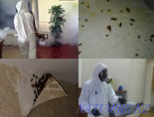 Дезинфекция 100% дезинфекция Шымкент - изображение 2