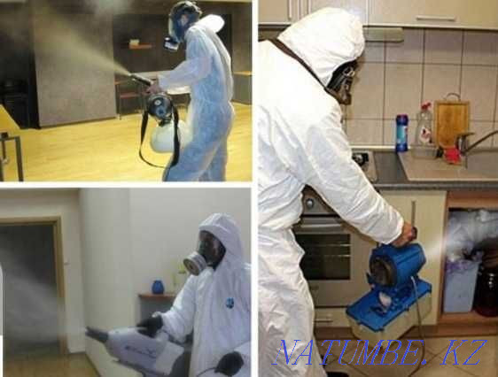 Дезинфекция 100% дезинфекция Шымкент - изображение 3