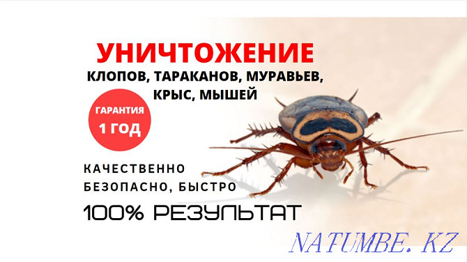 Guarantee! Result! Disinfection of ants, cockroaches, bedbugs, ticks, rats Kostanay - photo 1