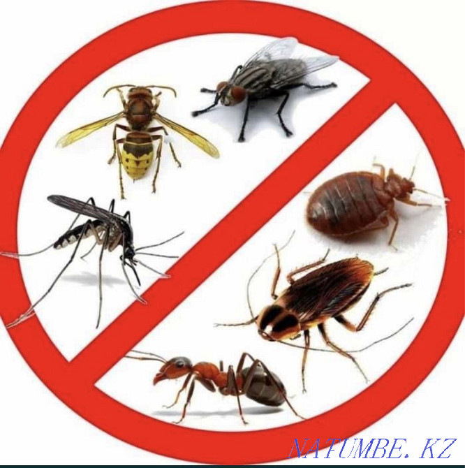 Дезинфекция Тараз - изображение 3