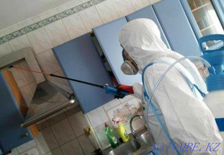 Disinfection of bedbugs Destruction of insects of rodents Satpayev Satpaev - photo 2