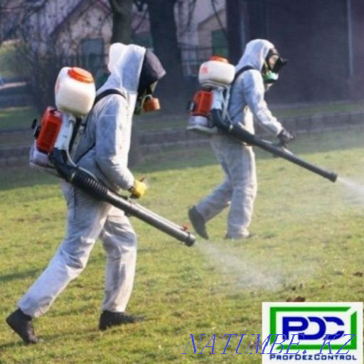 Дезинфекция, дезинсекция, дератизация.Жеңілдіктер.  Өскемен - изображение 4