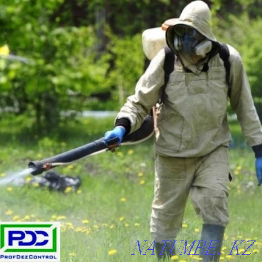 Дезинфекция, дезинсекция, дератизация.Жеңілдіктер.  Өскемен - изображение 1