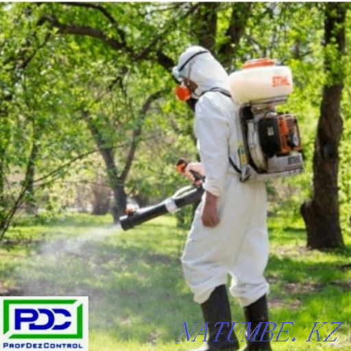 Дезинфекция, дезинсекция, дератизация.Жеңілдіктер.  Өскемен - изображение 2