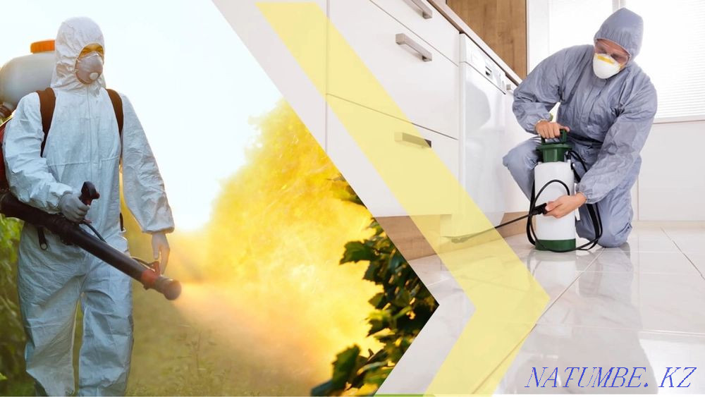 Insect disinfection Ekibastuz - photo 3