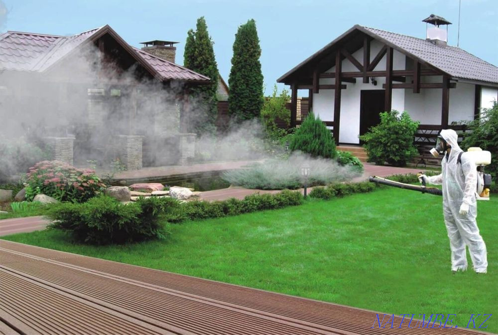 Insect disinfection Ekibastuz - photo 4