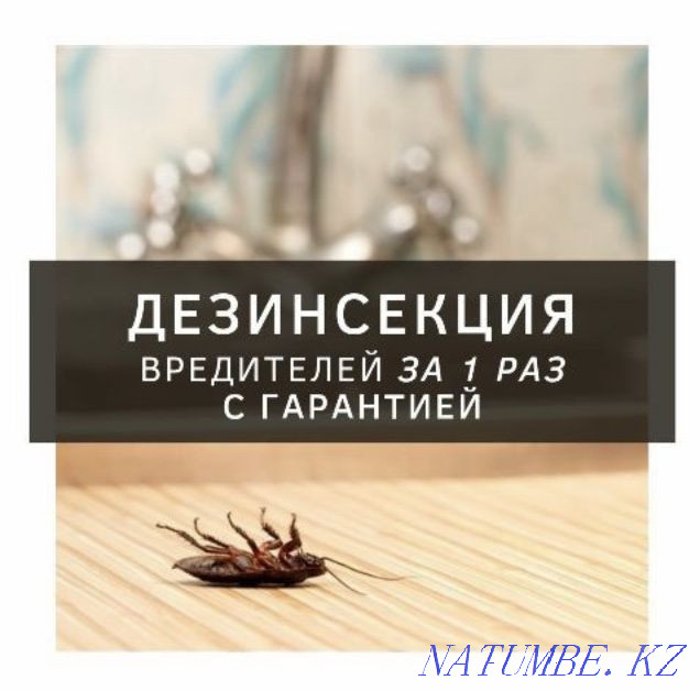 Disinfection. Result 100%. Year warranty. Taraz - photo 1