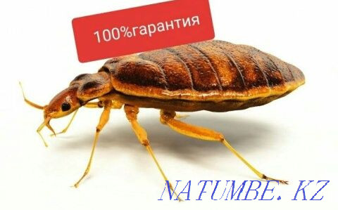 Disinfection according to SES regulations Oral - photo 3