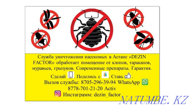 Bed bugs, mice, Cockroaches, Disinfection, free consultation Astana - photo 2