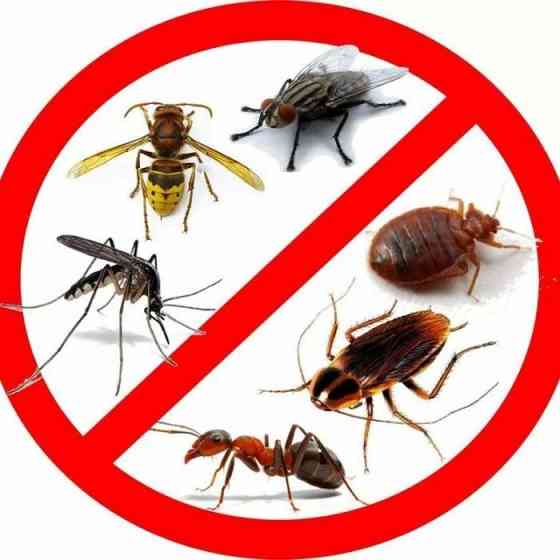 Дезинфекция Уничтожение клопов кандала дезинсекция тараканов ,муравьи Pavlodar