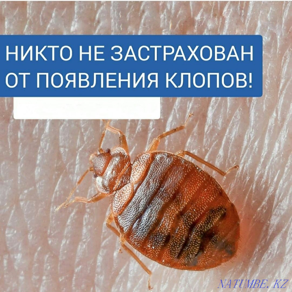 Disinfection Disinsection Deratization Deodorization Taraz - photo 4