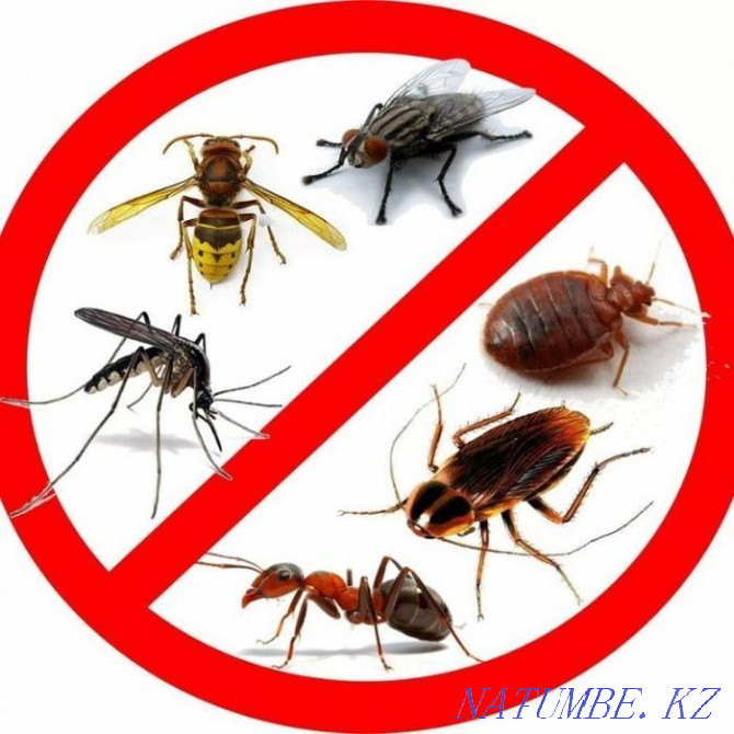 disinfection Destruction of bedbugs, cockroaches, disinfection of bedbugs Taraz - photo 3