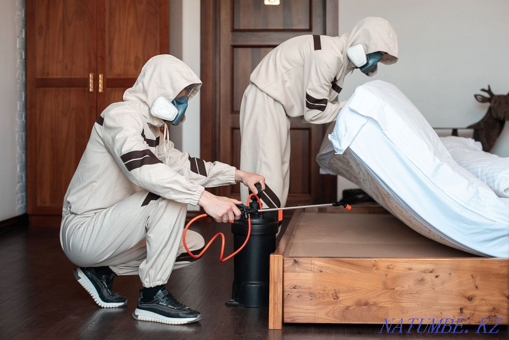 Disinfection and pest control Almaty - photo 5