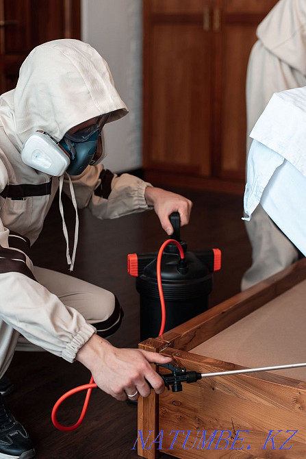 Disinfection and pest control Almaty - photo 4