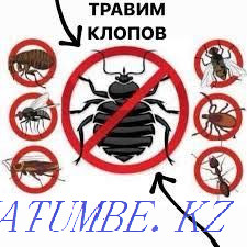 Quality Disinfection Petropavlovsk - photo 2