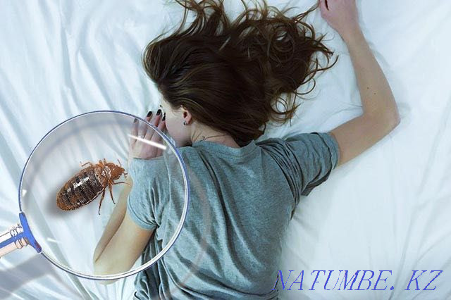 Quality Disinfection Petropavlovsk - photo 3