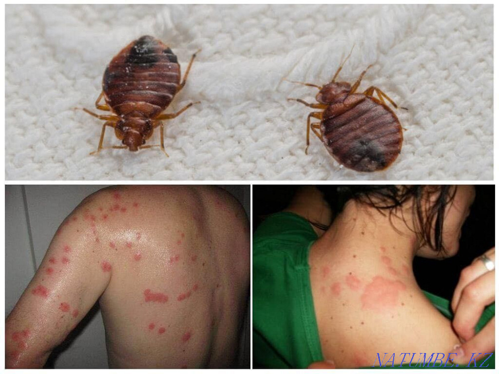 Quality Disinfection Petropavlovsk - photo 4