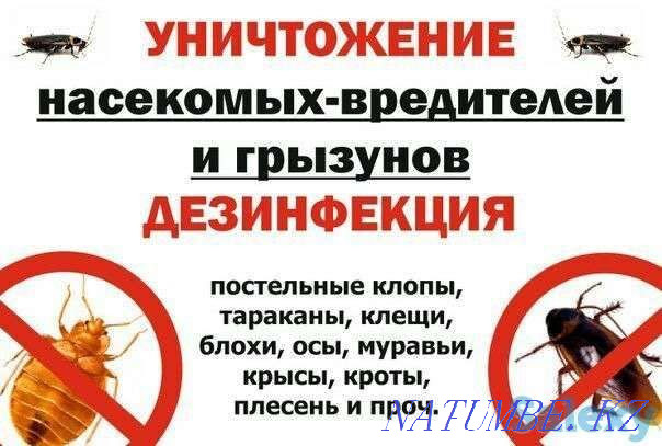 Quality Disinfection Petropavlovsk - photo 5