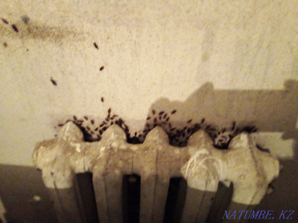 Дезинфекция Қазақстан  отбасы  - изображение 4